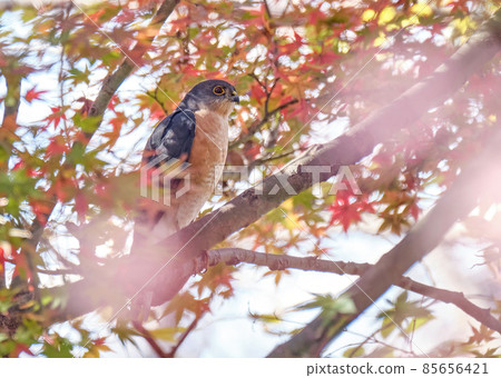 The red of the Japanese sparrowhawk that perches on the autumn leaves matches the ruby color of the eyes of the Japanese sparrowhawk. The red of the Japanese sparrowhawk that perches on the autumn leaves matches the ruby color of the eyes of the Japanese sparrowhawk. 85656421