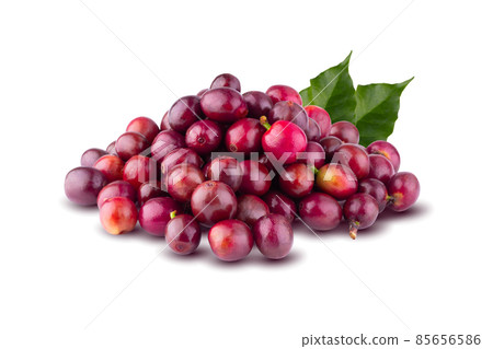 Red coffee beans isolated on a white background. 85656586
