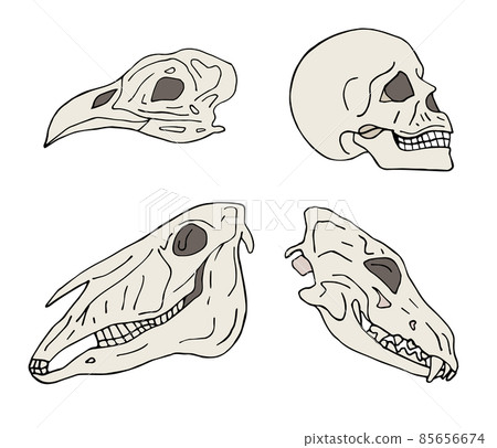 Vector set of hand drawn animal and human skull Vector set of hand drawn animal and human skull 85656674