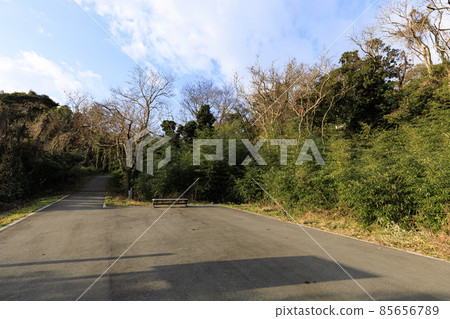 Winter in Koajiro no Mori, Miura City, Kanagawa Prefecture, an unexplored region of the Shonan Miura Peninsula Winter in Koajiro no Mori, Miura City, Kanagawa Prefecture, an unexplored region of the Shonan Miura Peninsula 85656789
