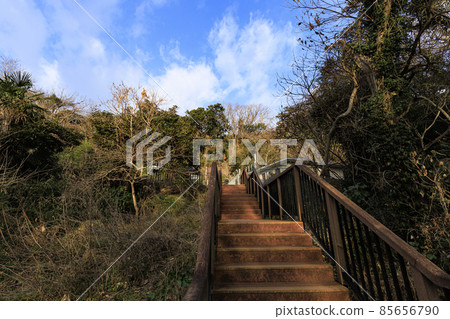 Winter in Koajiro no Mori, Miura City, Kanagawa Prefecture, an unexplored region of the Shonan Miura Peninsula Winter in Koajiro no Mori, Miura City, Kanagawa Prefecture, an unexplored region of the Shonan Miura Peninsula 85656790