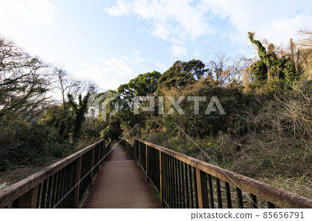 Winter in Koajiro no Mori, Miura City, Kanagawa Prefecture, an unexplored region of the Shonan Miura Peninsula Winter in Koajiro no Mori, Miura City, Kanagawa Prefecture, an unexplored region of the Shonan Miura Peninsula 85656791
