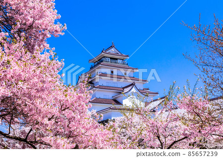 [Fukushima Prefecture] Aizuwakamatsu City, Sakura Blooming Tsuruga Castle, April 85657239