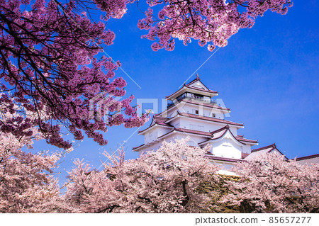 [Fukushima Prefecture] Aizuwakamatsu City, Sakura Blooming Tsuruga Castle, April 85657277