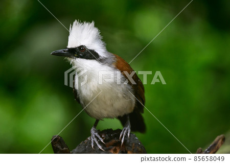 White-crested Laughingthrush are looking for food near a pond in the big forest. 85658049