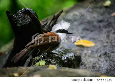 White-crested Laughingthrush are looking for food near a pond in the big forest. 85658050