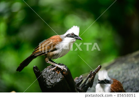 White-crested Laughingthrush are looking for food near a pond in the big forest. White-crested Laughingthrush are looking for food near a pond in the big forest. 85658051