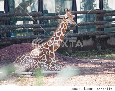 Giraffe sitting and resting Giraffe sitting and resting 85658116