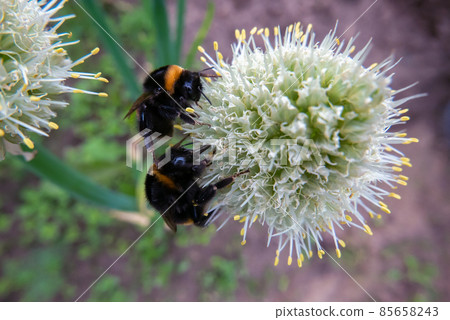 two furry bumblebees on a flower gathering nectar two furry bumblebees on a flower gathering nectar 85658243