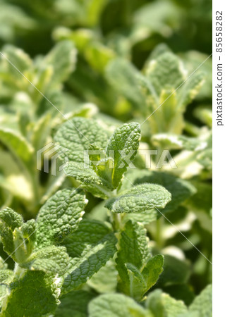 Pineapple mint Pineapple mint 85658282