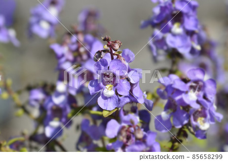 Summer snapdragon Serena Blue 85658299
