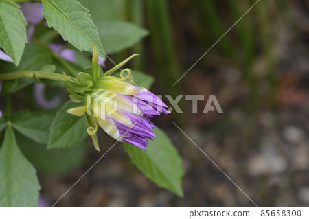 Dahlia Blackberry Ripple Dahlia Blackberry Ripple 85658300