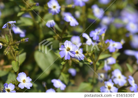 Bush violet 85658307
