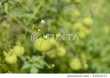 Balloon vine 85658311