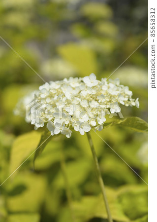 Smooth hydrangea Annabelle Smooth hydrangea Annabelle 85658312