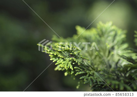 Graceful Hinoki cypress Graceful Hinoki cypress 85658313