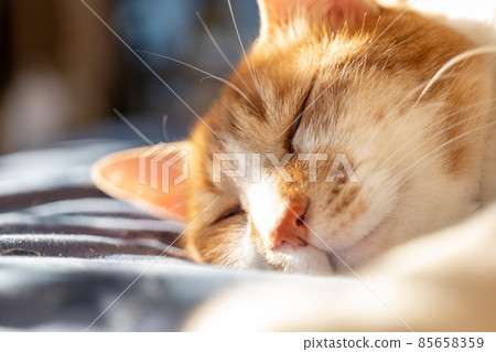 Bed sleeping house cat 85658359