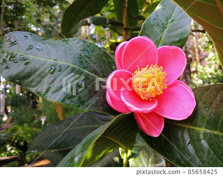 Kaido camellia camellia camellia camellia amplexicaulis Kaido camellia camellia camellia camellia amplexicaulis 85658425