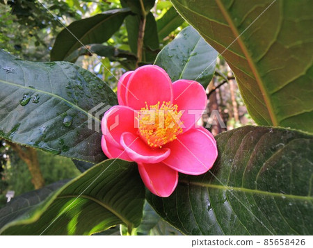 Hydune, Vietnamese camellia (Camellia japonica) 85658426