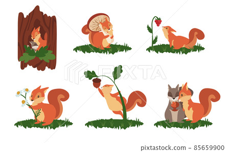 Cartoon squirrel scenes. Cute wild animal in different poses, jump play and sleep, wildlife funny squirrel. Vector set 85659900