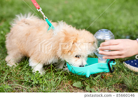 Little Maltipoo puppy drinks water from a road drinking bowl in the green grass Little Maltipoo puppy drinks water from a road drinking bowl in the green grass 85660146