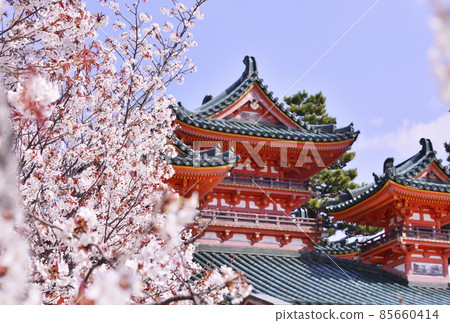 Weeping cherry blossoms at Heian Jingu, Kyoto's cherry blossom spots, spring Kyoto sightseeing spots, Sakon-no-Sakura 85660414