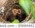 two hungry baby bird in the nest 85660442