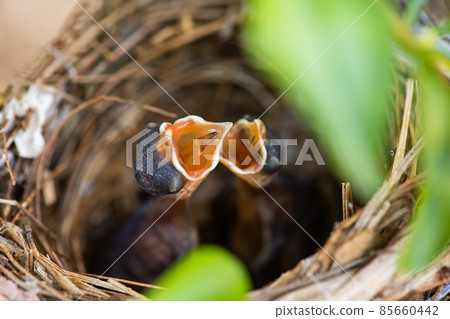 two hungry baby bird in the nest two hungry baby bird in the nest 85660442