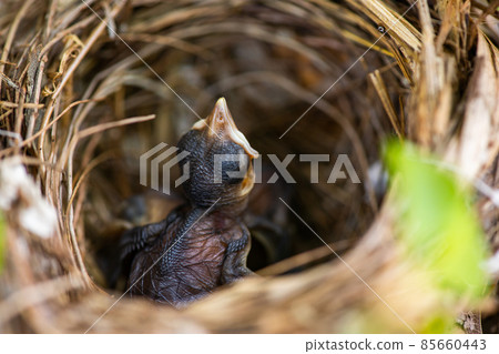 baby bird in the nest baby bird in the nest 85660443