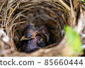 baby birds sleeps in the nest 85660444