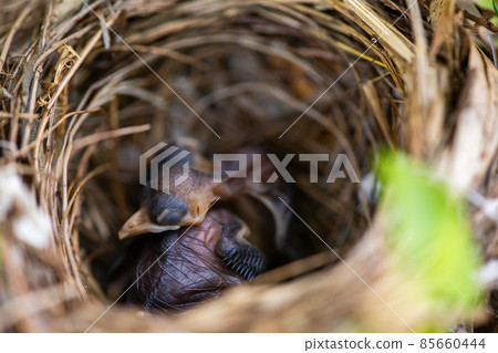baby birds sleeps in the nest baby birds sleeps in the nest 85660444