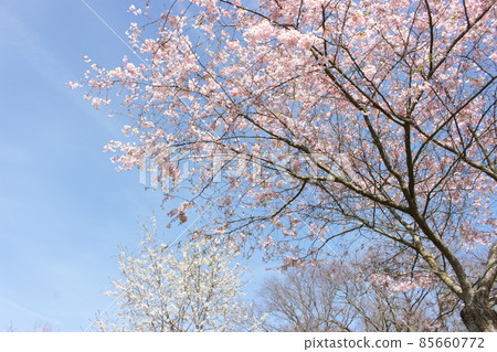 Cherry Blossoms Cherry Blossoms 85660772