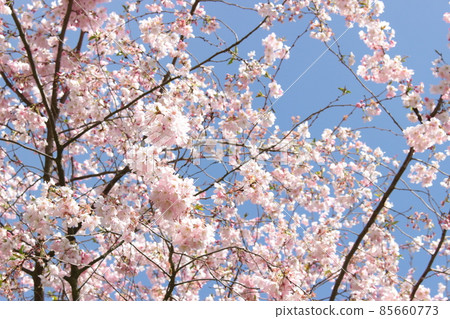 Cherry Blossoms Cherry Blossoms 85660773