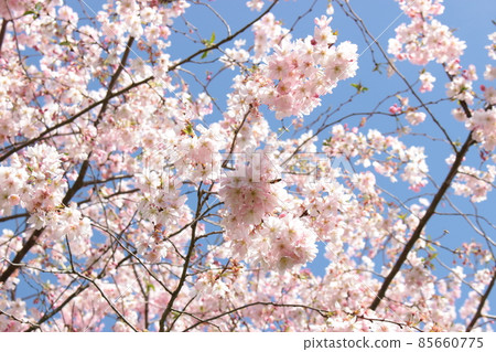 Cherry Blossoms Cherry Blossoms 85660775
