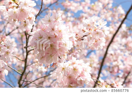 Cherry Blossoms Cherry Blossoms 85660776