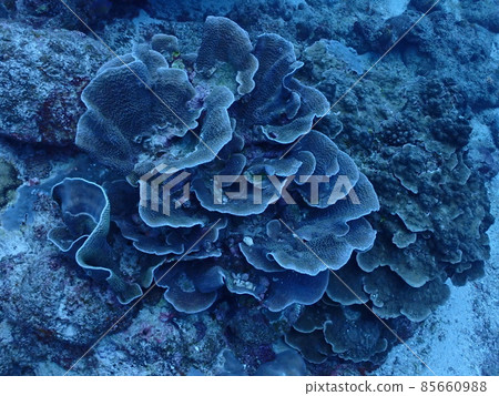Ryukyu Kikka Coral / Ishigakijima Seabed Ryukyu Kikka Coral / Ishigakijima Seabed 85660988