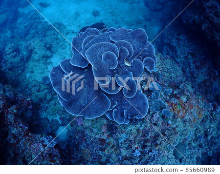 Ryukyu Kikka Coral / Ishigakijima Seabed Ryukyu Kikka Coral / Ishigakijima Seabed 85660989