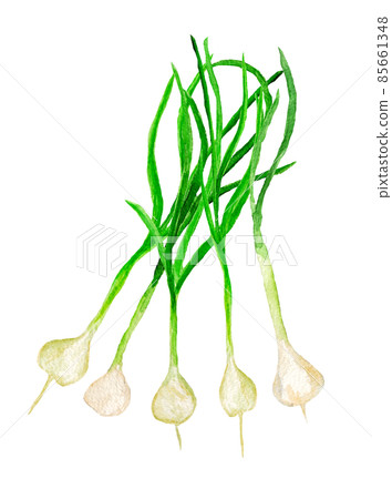 手繪水彩金釵束圖 85661348