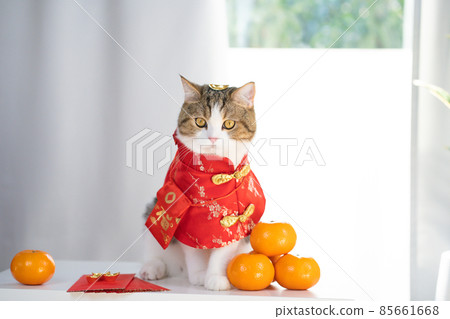 chinese new year concept with cat wearing red chinese traditional cloth sit with red envelope orange and gold on table 85661668