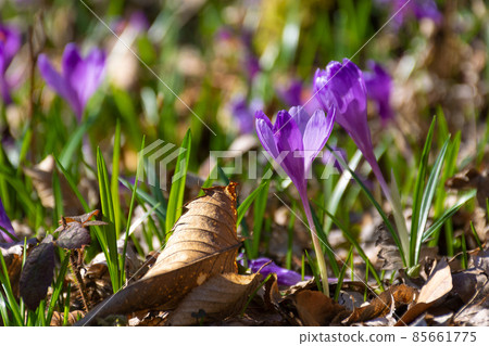 nature background with crocus flowers. violet blooming of garden flora on a sunny day in spring 85661775