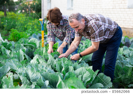 man and woman farmers grow cabbage in vegetable garden in village man and woman farmers grow cabbage in vegetable garden in village 85662066