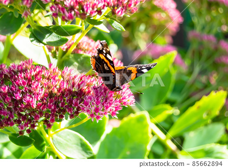 Photography to theme beautiful black butterfly Monarch Photography to theme beautiful black butterfly Monarch 85662894