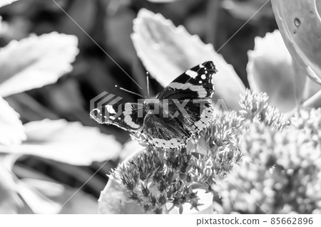 Photography to theme beautiful black butterfly Monarch Photography to theme beautiful black butterfly Monarch 85662896