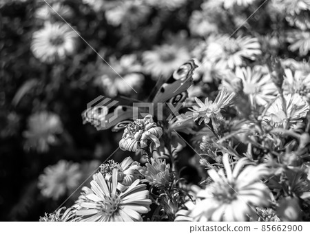 Photography to theme beautiful black butterfly Monarch Photography to theme beautiful black butterfly Monarch 85662900