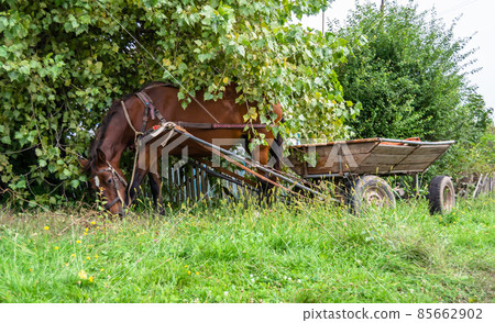 Beautiful wild brown horse stallion on summer flower meadow Beautiful wild brown horse stallion on summer flower meadow 85662902