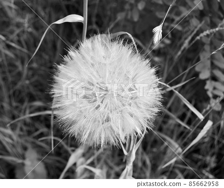 Beautiful fluffy blooming flower dandelion on dark background Beautiful fluffy blooming flower dandelion on dark background 85662958