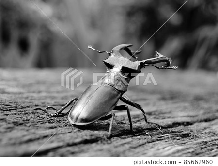 Male stag beetle with long and sharp jaws in wild forest 85662960