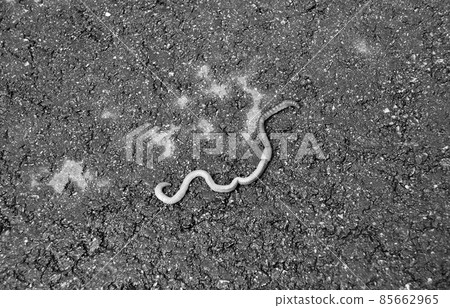 Red earthworm it live bait for fishing isolated on dark background Red earthworm it live bait for fishing isolated on dark background 85662965