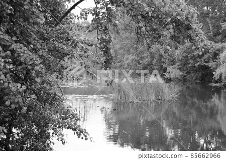 Beautiful grass swamp reed growing on shore reservoir Beautiful grass swamp reed growing on shore reservoir 85662966