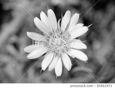 Beautiful fluffy blooming flower chamomile on colored background Beautiful fluffy blooming flower chamomile on colored background 85662972